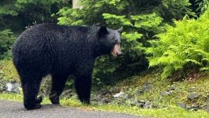 Black bear in Acadia 