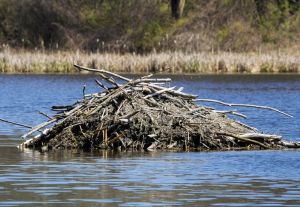 Beaver lodge, Mount Desert Island