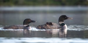 The Common Loon is celebrated for its haunting calls and striking appearance 