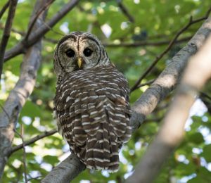 Barred Owl at The Jesup Path. This trail winds through a tranquil white birch forest and the Great Meadow wetland in Acadia. 
